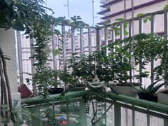 3BHK Multistorey Apartment for Resale in Sga Homes at Noida Extension - Photo 9