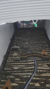 3BHK Builder Floor Apartment for Rent in A Block Sector 31 - Photo 6