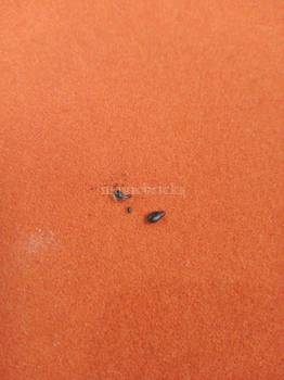 Bedbugs Control Servcies In New Delhi